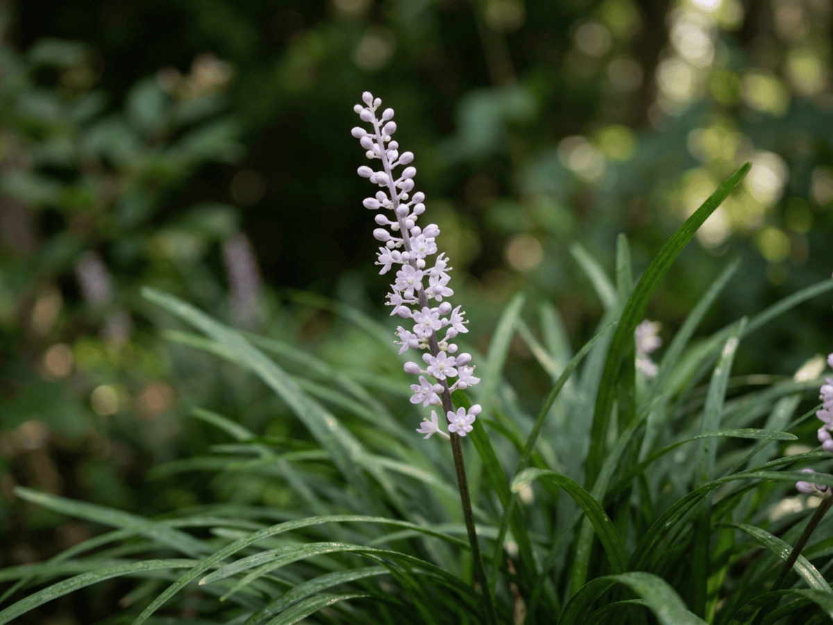 Liriope spicata — primo piano di foglie e fiori