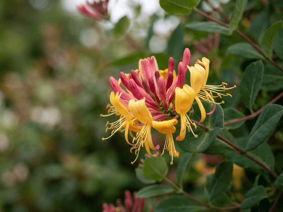 Geißblatt — Nahaufnahme von Blättern und Blüten