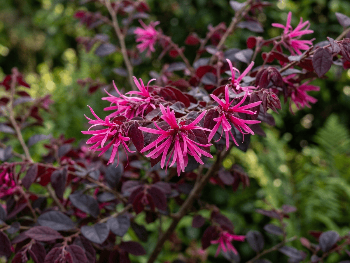 Chinese Fringe Flower — close-up of leaves and flowers
