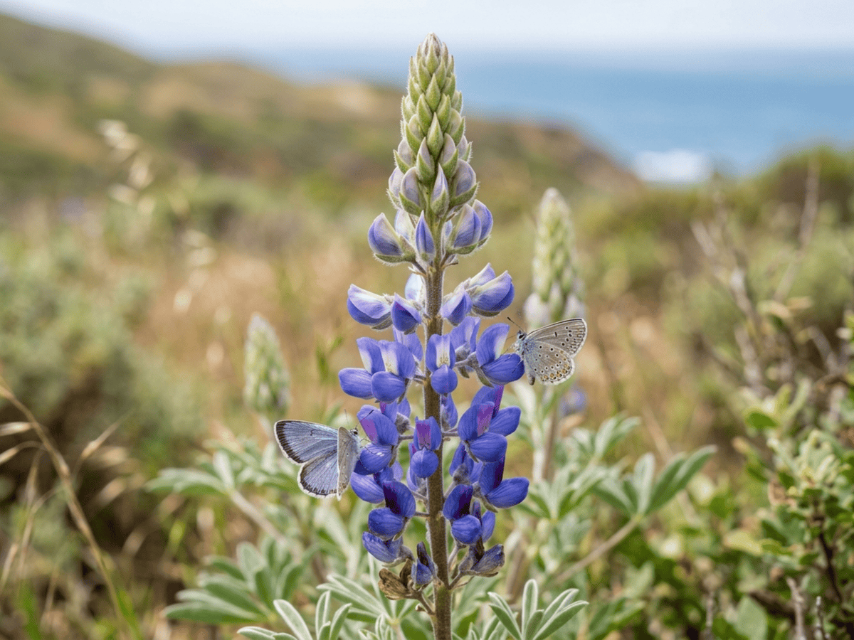 Silver Bush Lupine — seasonal appearance