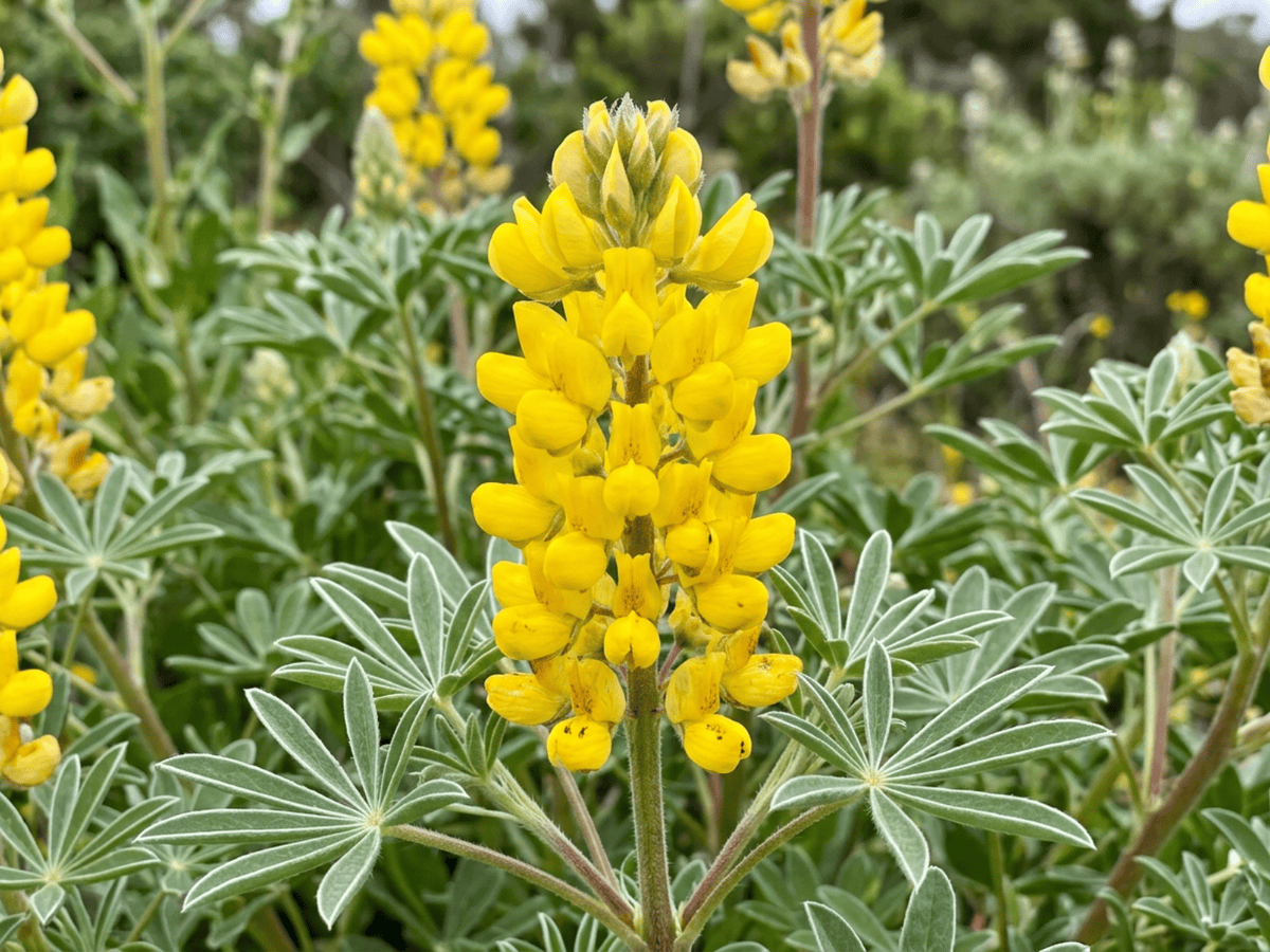 Lupino arboreo — primo piano di foglie e fiori