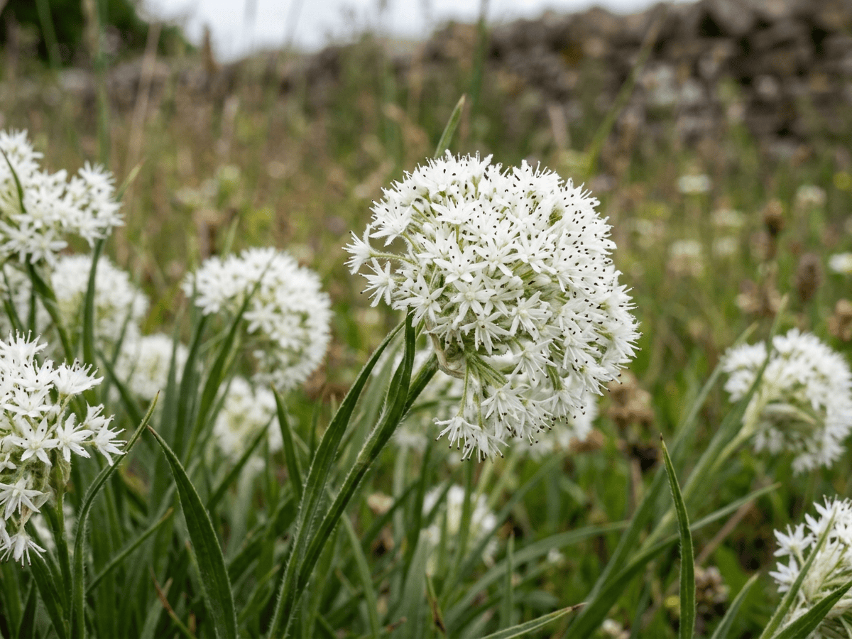 Snowy Woodrush — close-up of leaves and flowers