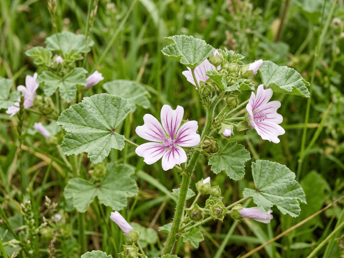 Weg-Malve — Nahaufnahme von Blättern und Blüten