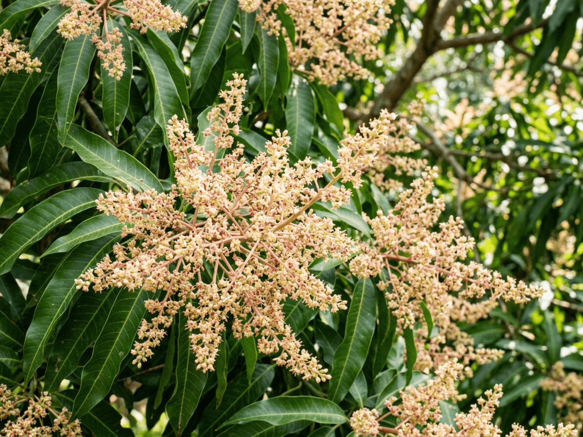 Indian Mango — seasonal appearance