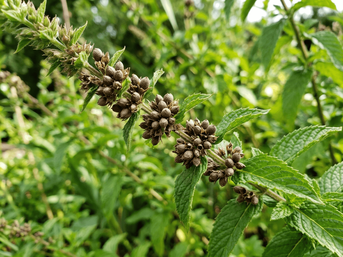 Spearmint — close-up of leaves and flowers
