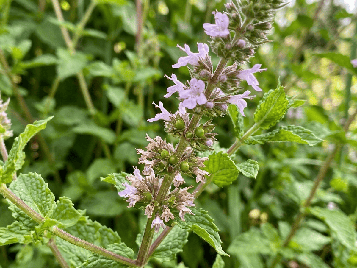 Spearmint — seasonal appearance