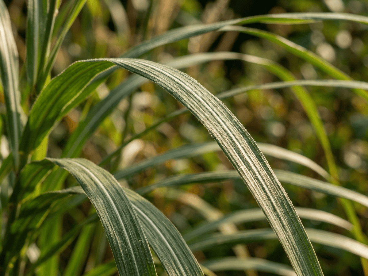 hierba plateada del Pacífico — primer plano de hojas y flores