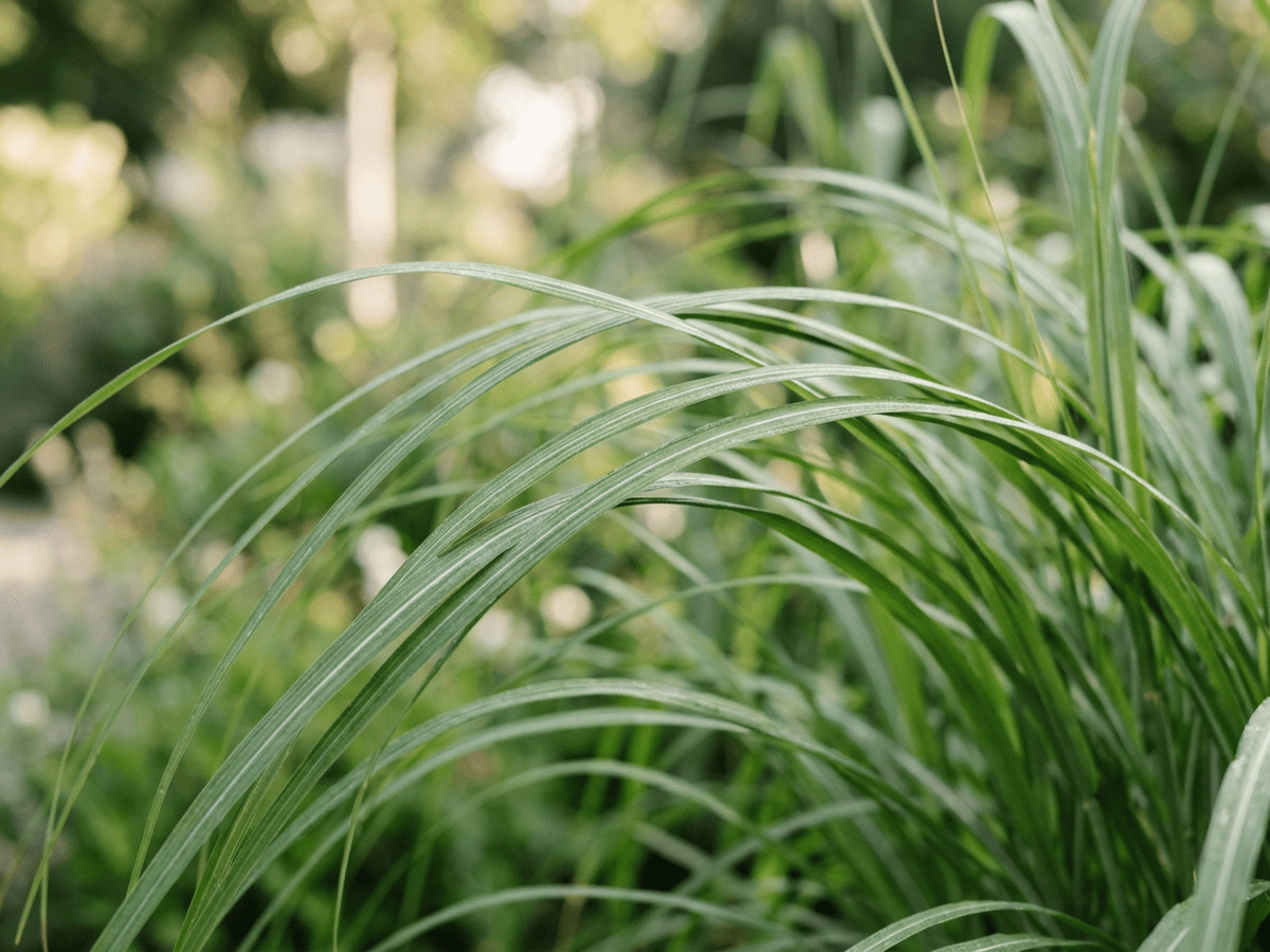 Chinese Silver Grass — close-up of leaves and flowers