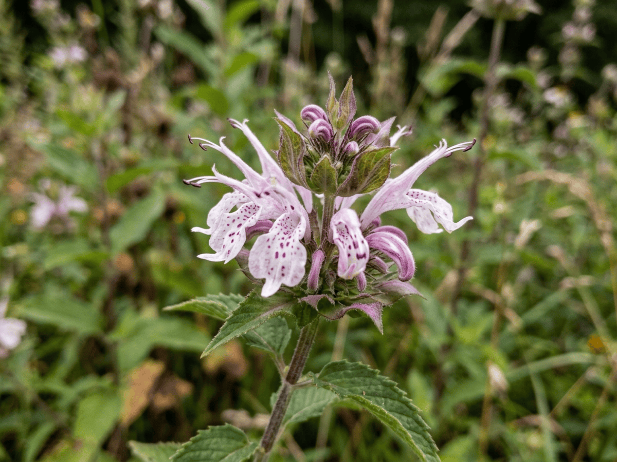 Eastern Beebalm — seasonal appearance