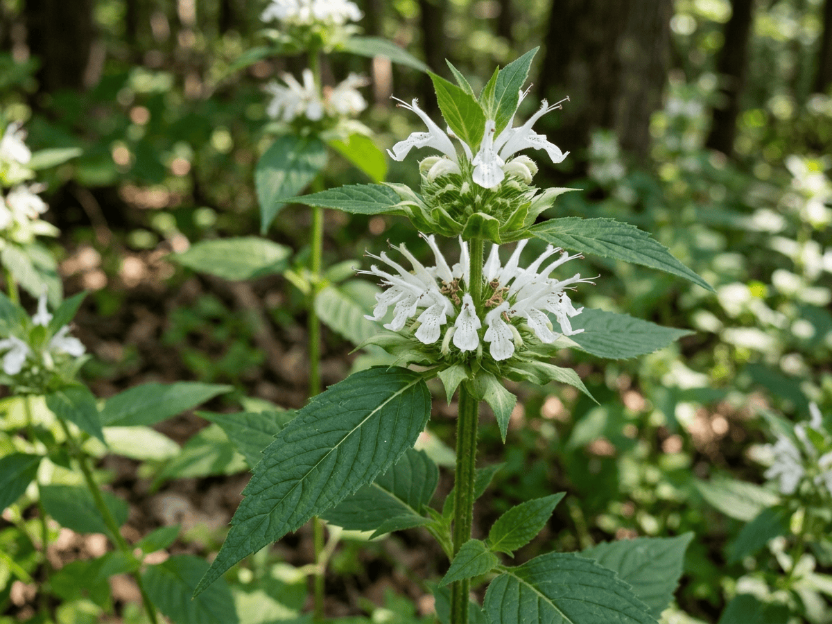Bergamotto bianco — primo piano di foglie e fiori