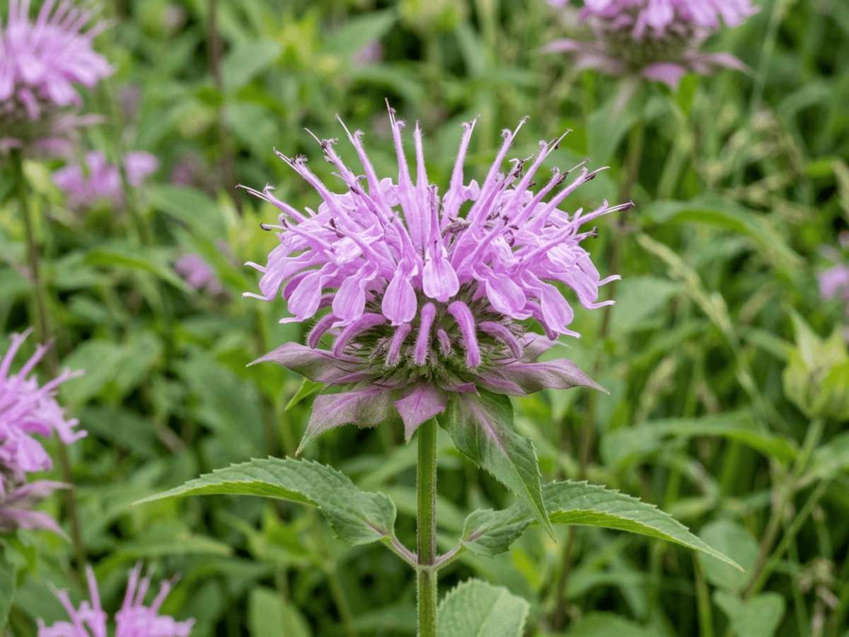 Wilde Bergamotte — Nahaufnahme von Blättern und Blüten