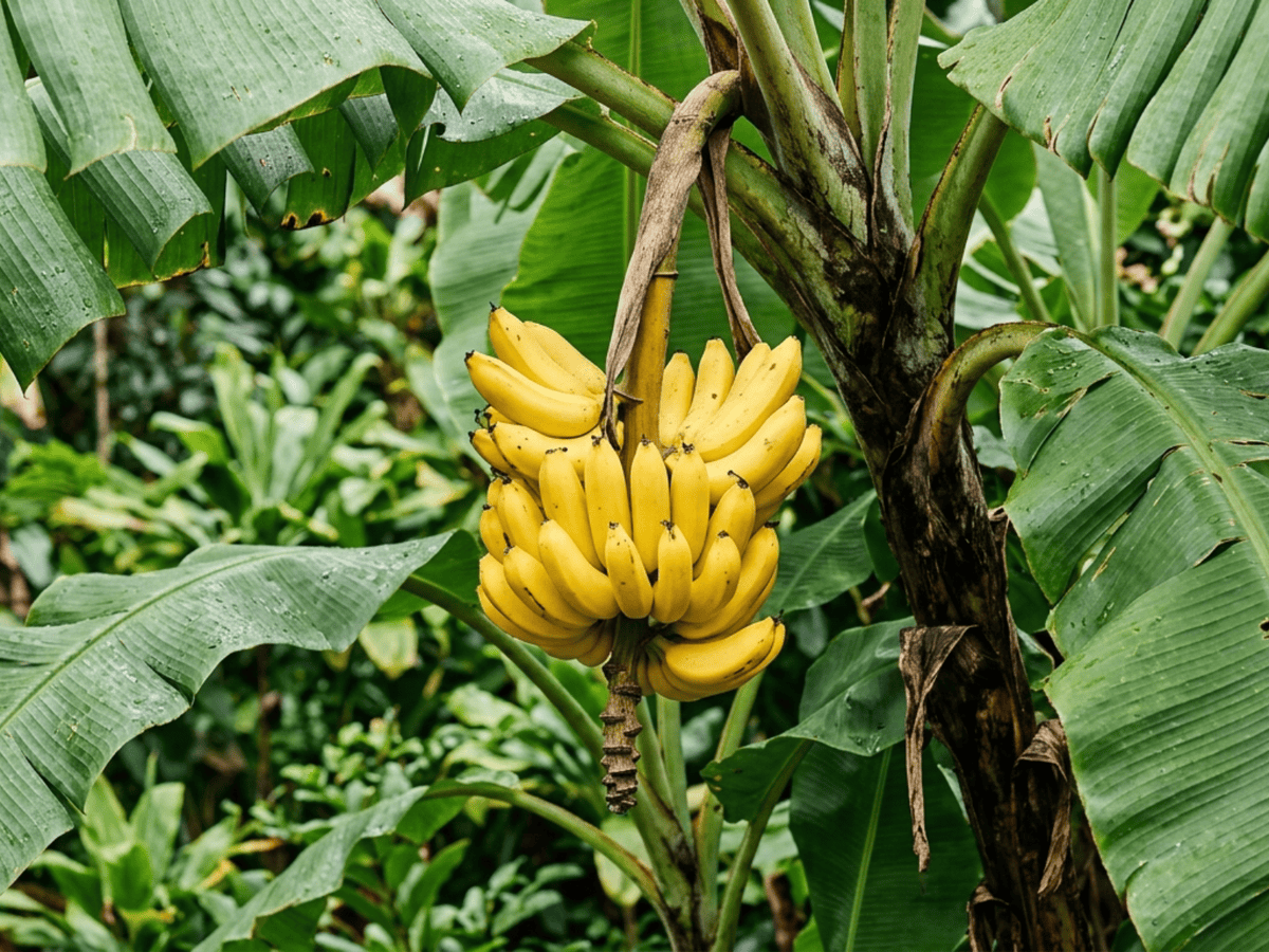 Dessertbanane