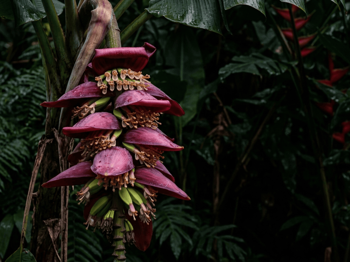 Cavendish Banana — seasonal appearance