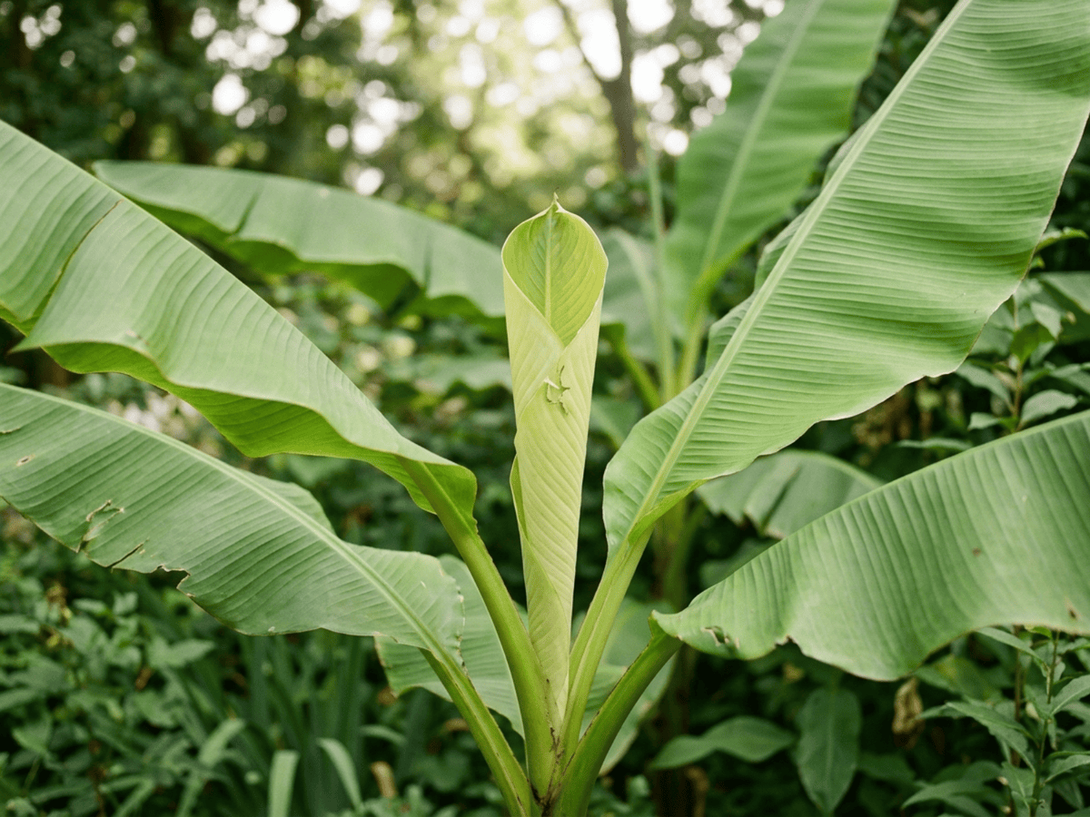 Japanische Faserbanane — saisonales Erscheinungsbild