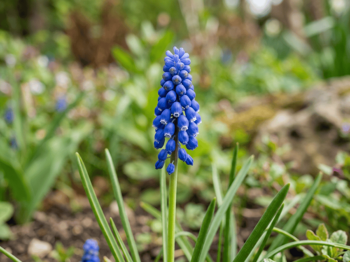 Muscari d'Armenia — primo piano di foglie e fiori