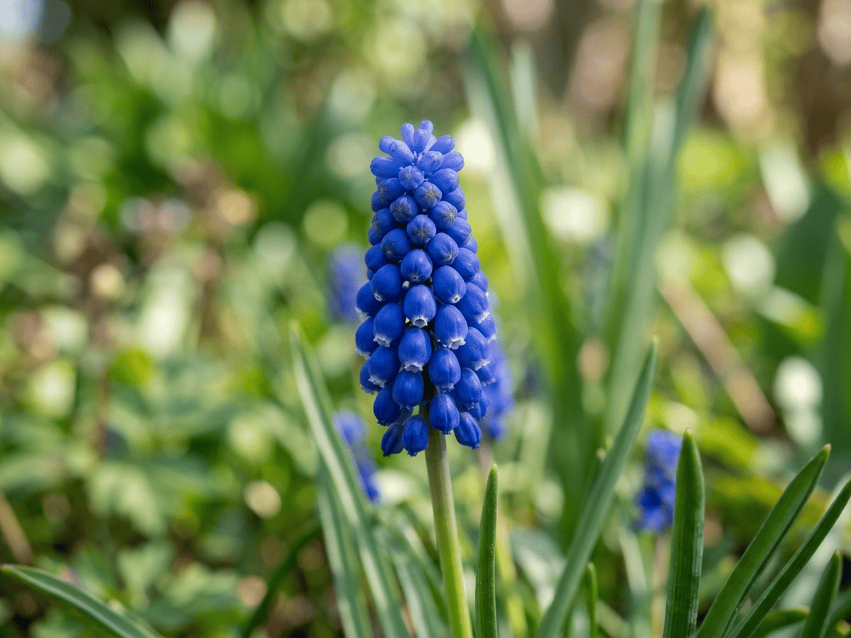Common Grape Hyacinth — close-up of leaves and flowers