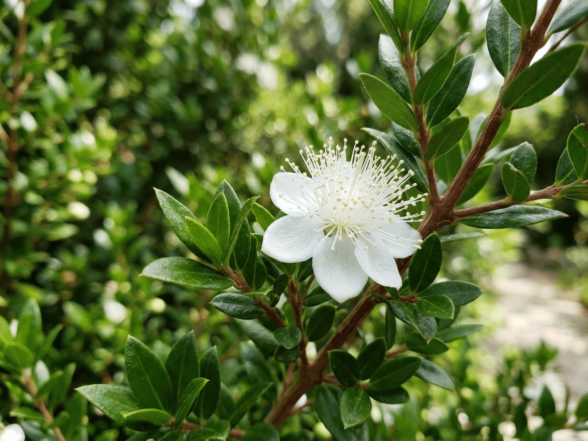 Common Myrtle — close-up of leaves and flowers