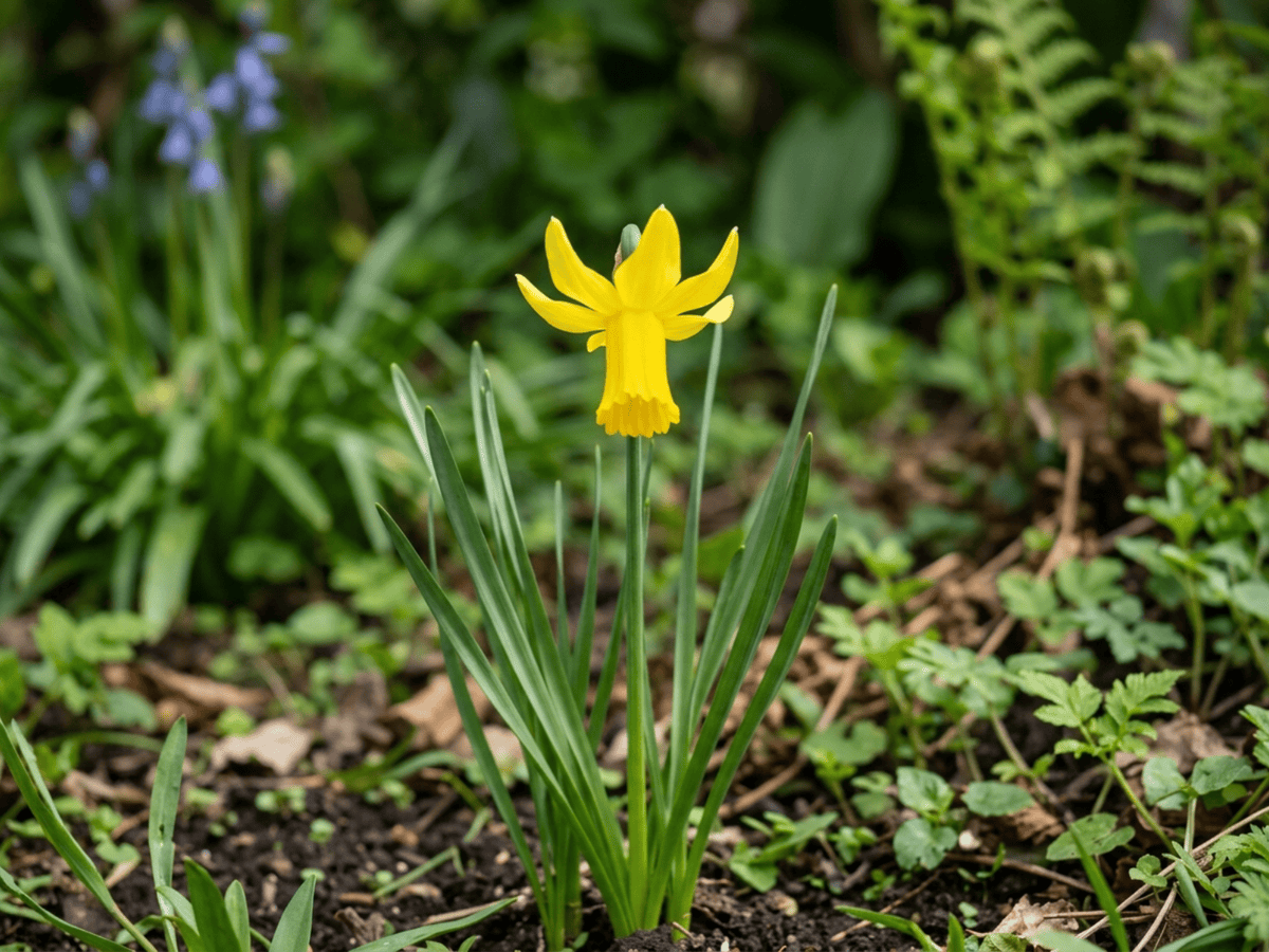 Thủy tiên cyclamen (Narcissus cyclamineus), toàn cây