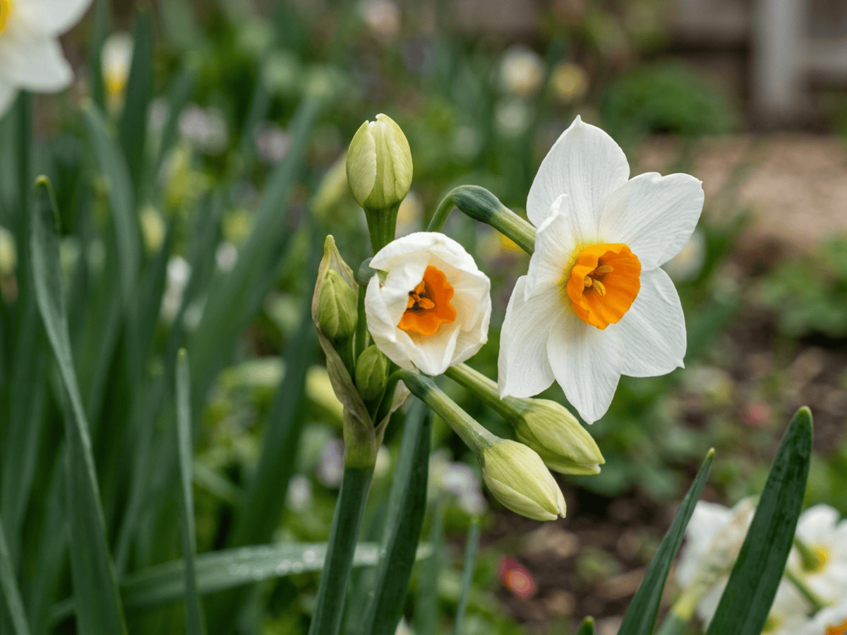 Narciso nostrale — aspetto stagionale