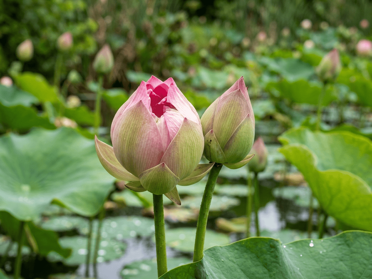 Lotus sacré — aspect saisonnier