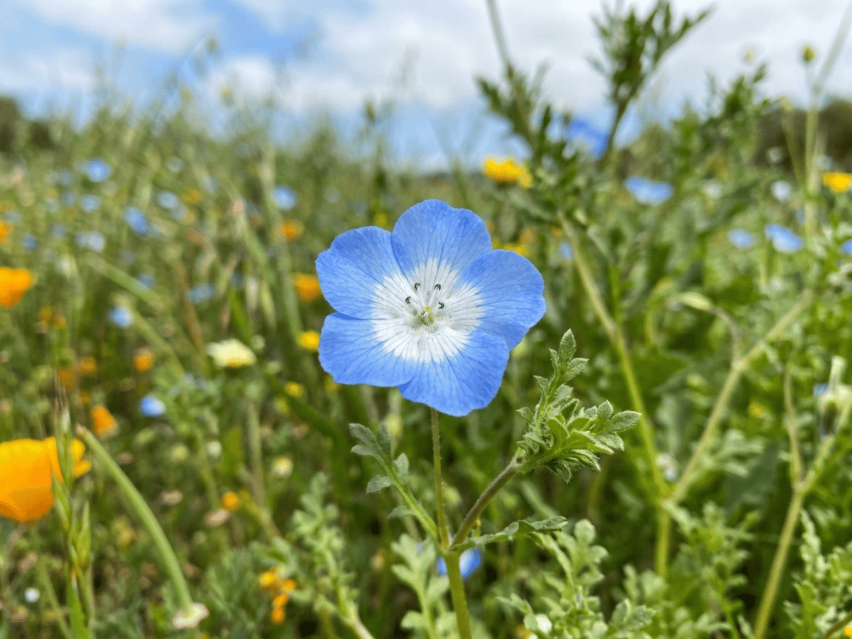Blaue Hainblume — Nahaufnahme von Blättern und Blüten
