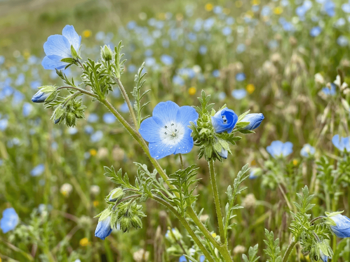 Blaue Hainblume — saisonales Erscheinungsbild
