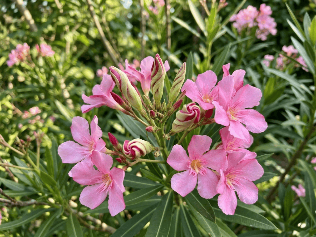 Oleander — saisonales Erscheinungsbild