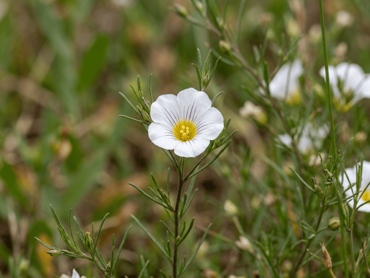 Besen-Nierembergie — Nahaufnahme von Blättern und Blüten