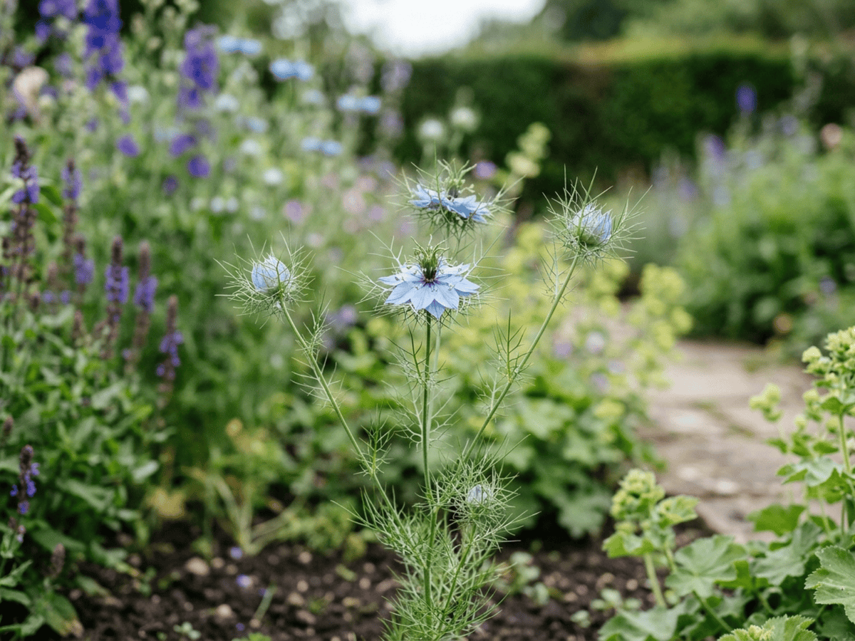 Nigelle de Damas
