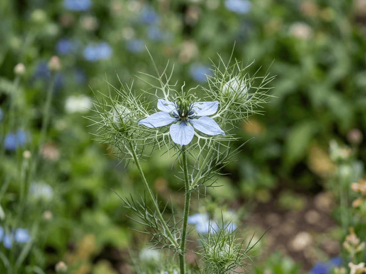 Nigelle cultivée — gros plan sur feuilles et fleurs