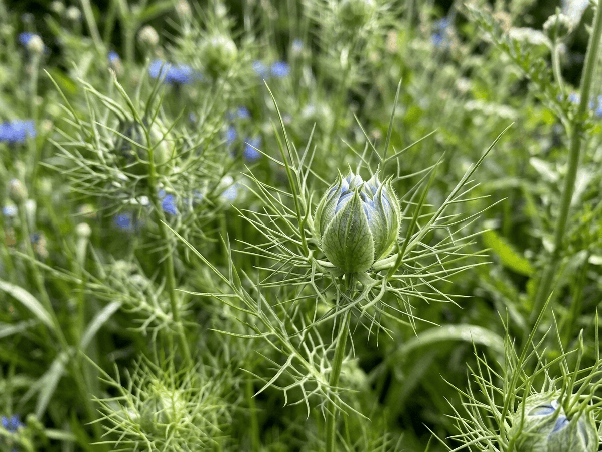 Nigelle cultivée — aspect saisonnier