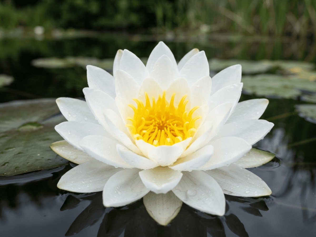 Weiße Seerose — Nahaufnahme von Blättern und Blüten