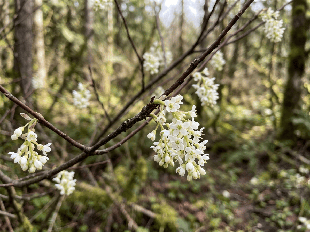 Oemleria — aspetto stagionale
