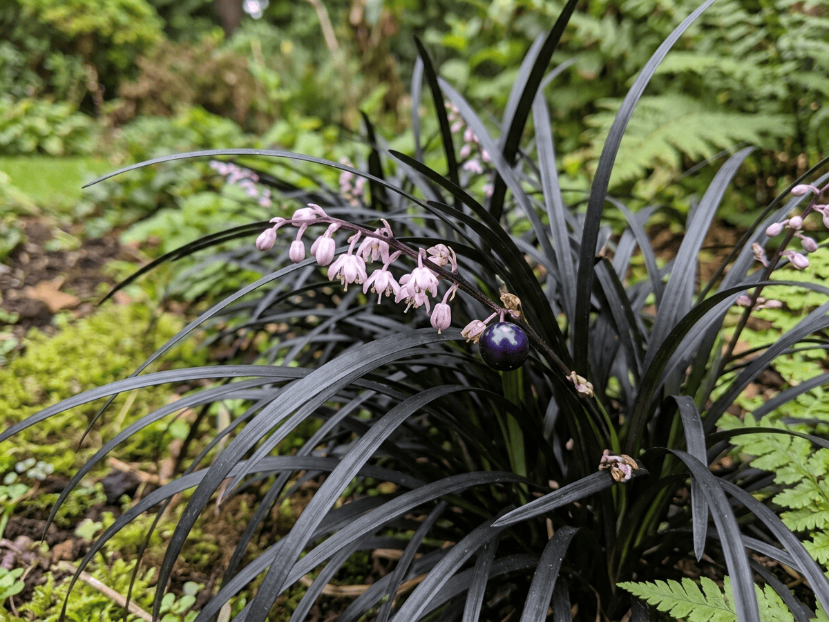 hierba mondo negra 'Nigrescens' — primer plano de hojas y flores