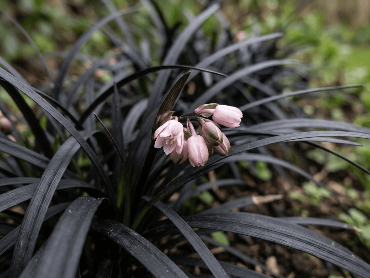 hierba mondo negra 'Nigrescens' — aspecto estacional