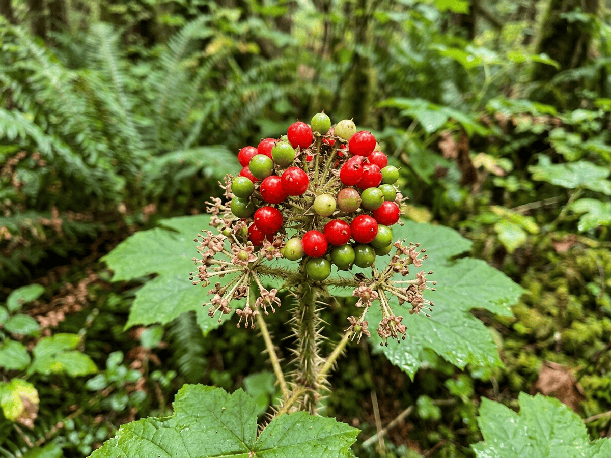 Devil's Club — seasonal appearance
