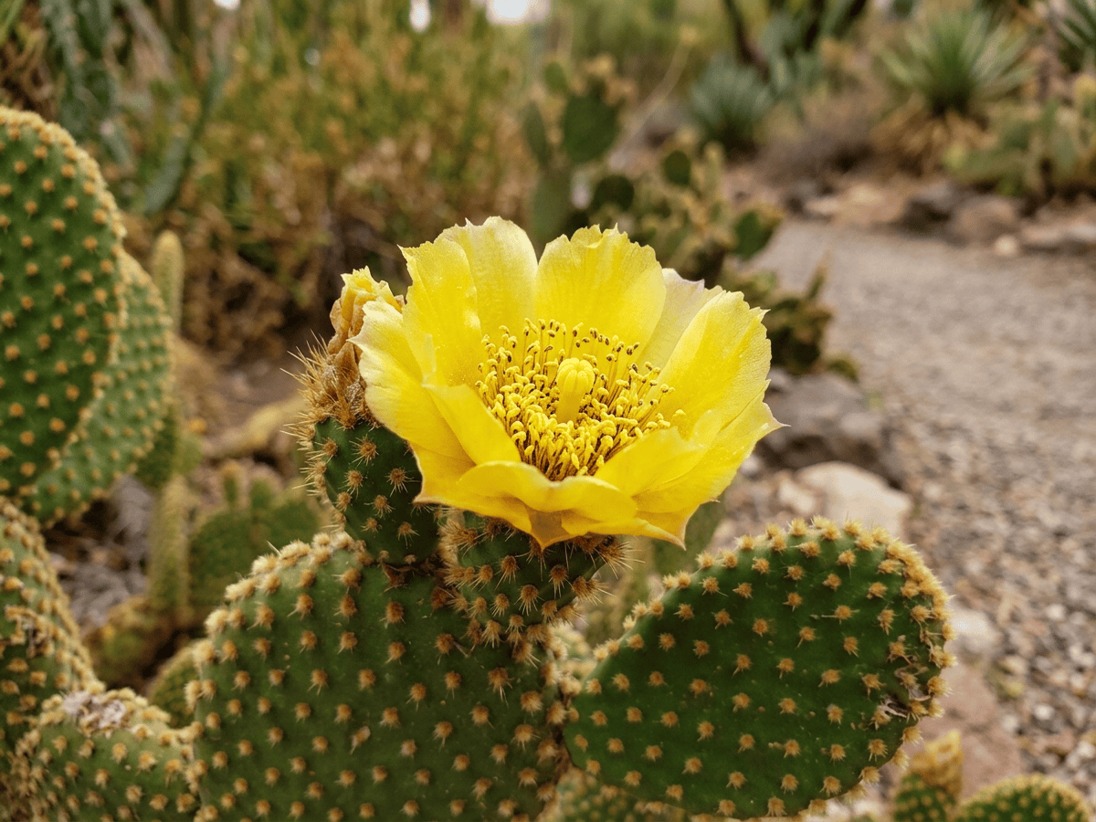 Cactus orecchie di coniglio — primo piano di foglie e fiori
