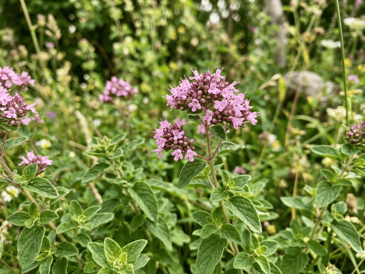 Echter Dost — Nahaufnahme von Blättern und Blüten