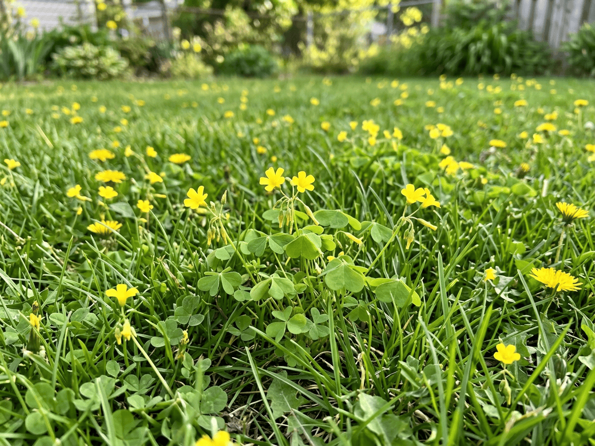 Aufrechter Sauerklee im Garten
