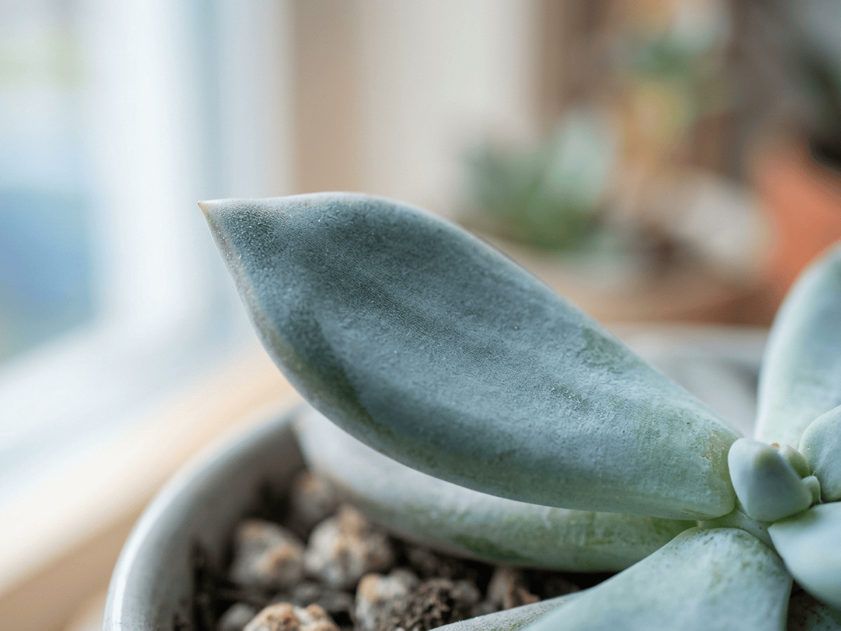 Blaugraue Pachyveria — Nahaufnahme von Blättern und Blüten