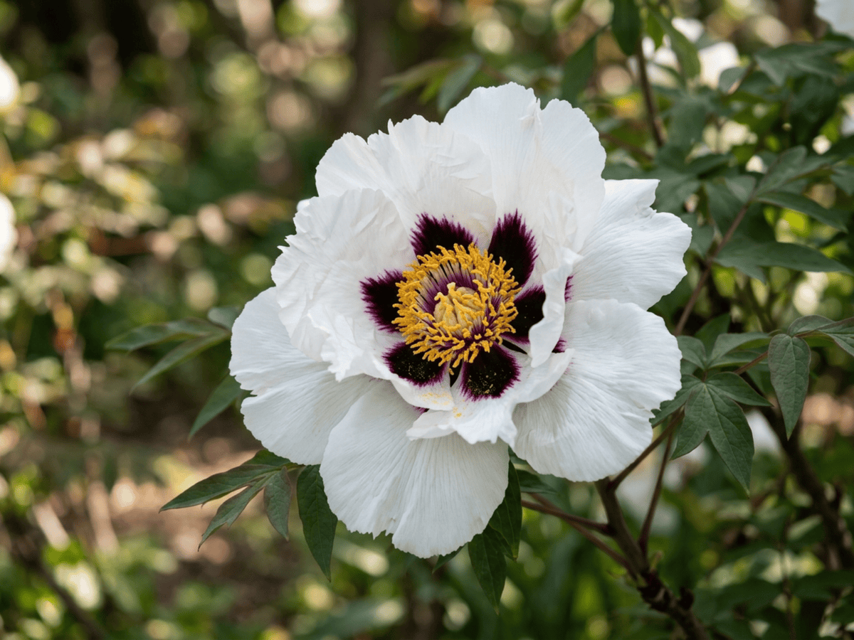 Pivoine de Rock — gros plan sur feuilles et fleurs