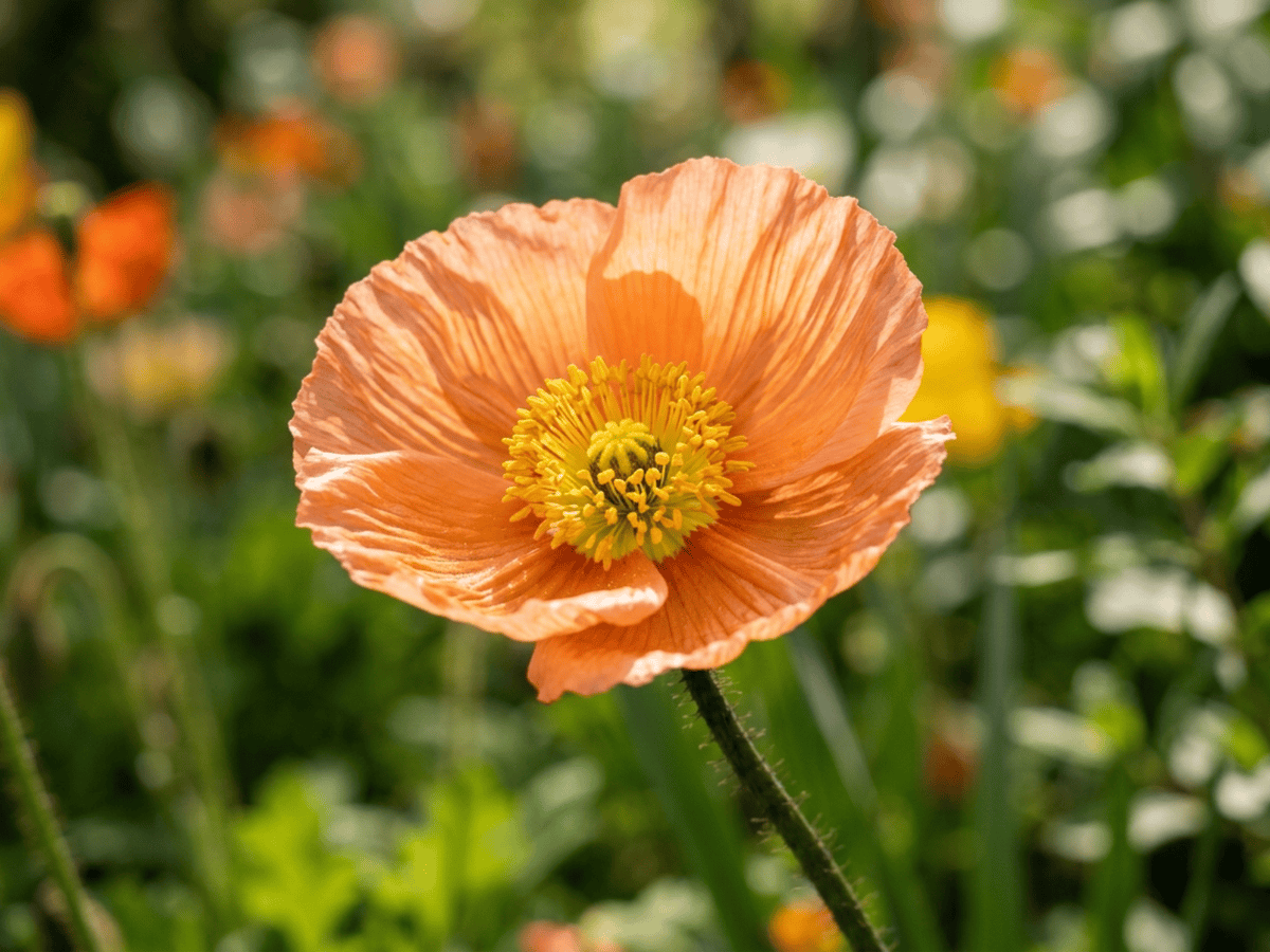 Islandmohn — Nahaufnahme von Blättern und Blüten
