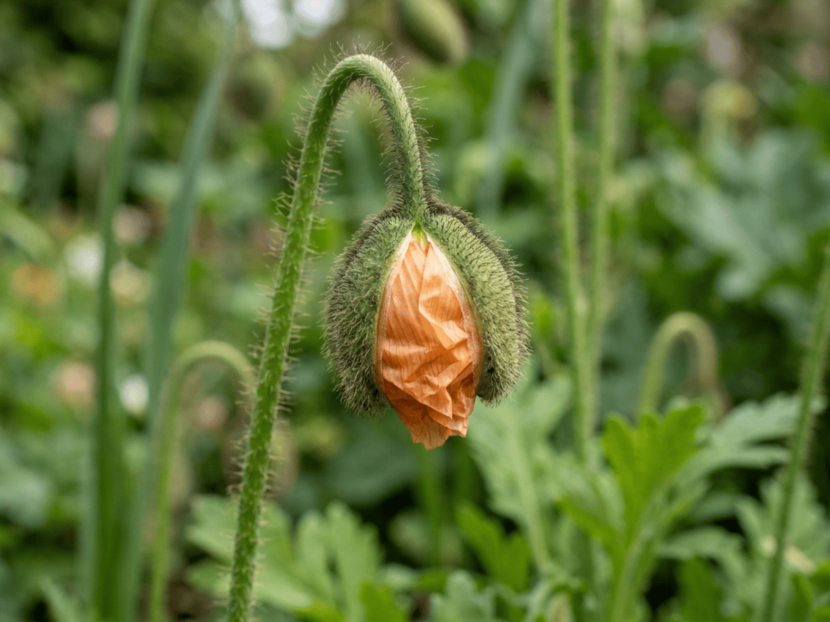 Islandmohn — saisonales Erscheinungsbild