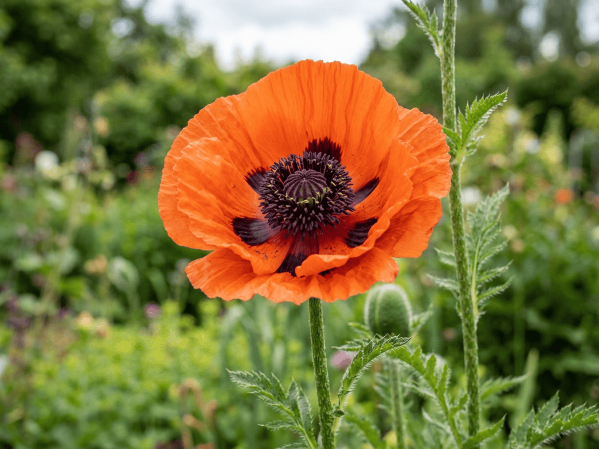 Türkischer Mohn — Nahaufnahme von Blättern und Blüten