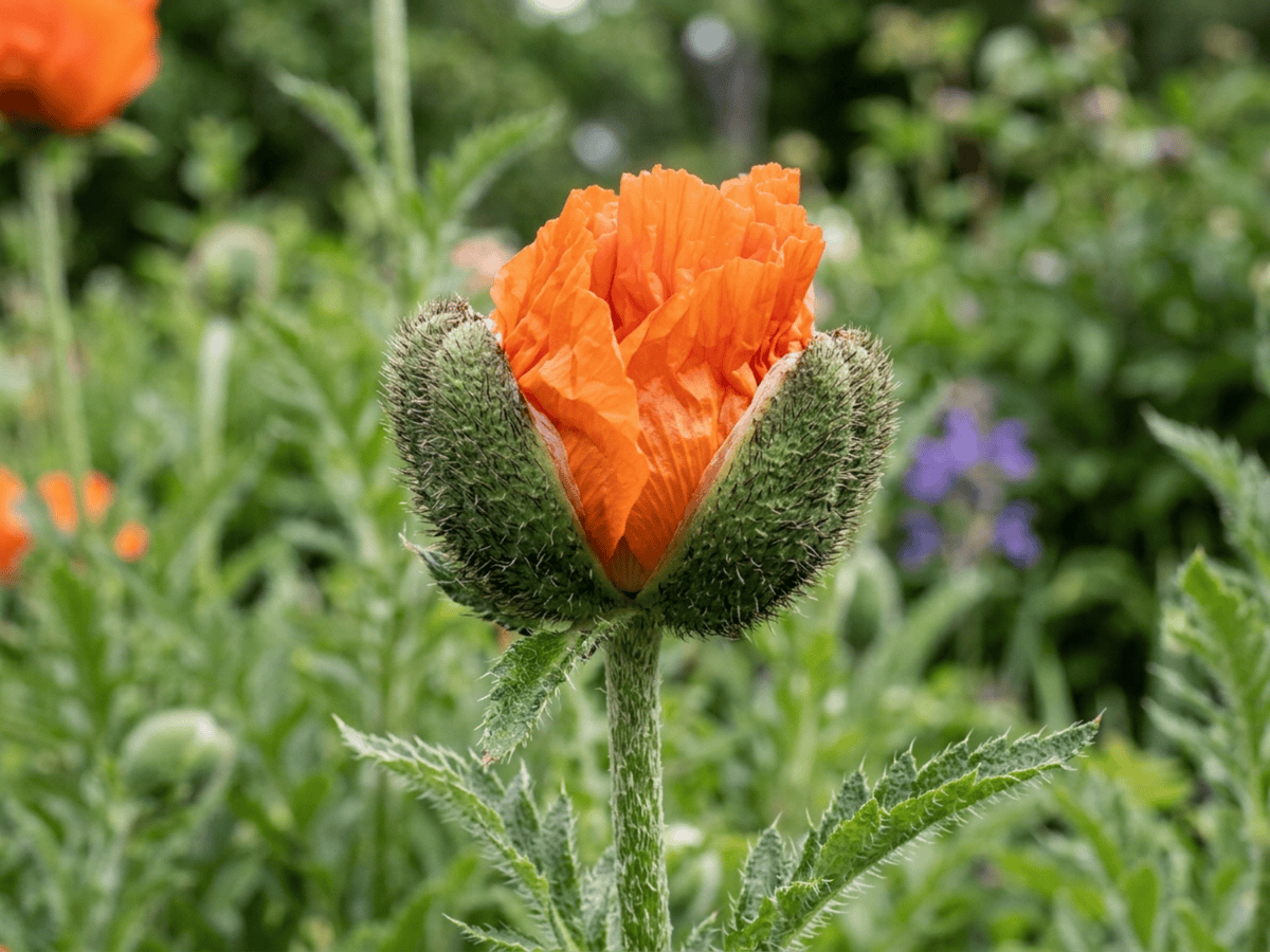 Türkischer Mohn — saisonales Erscheinungsbild