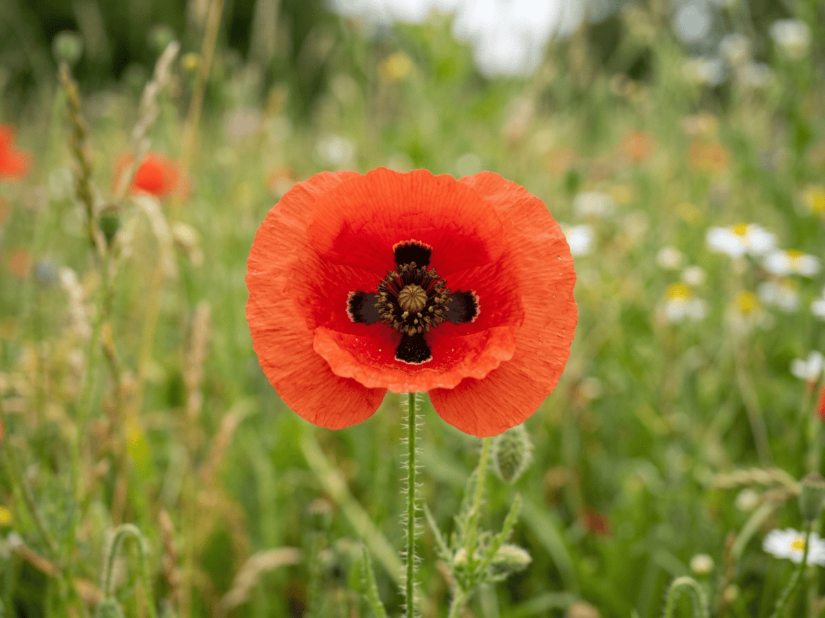 Papavero comune — primo piano di foglie e fiori