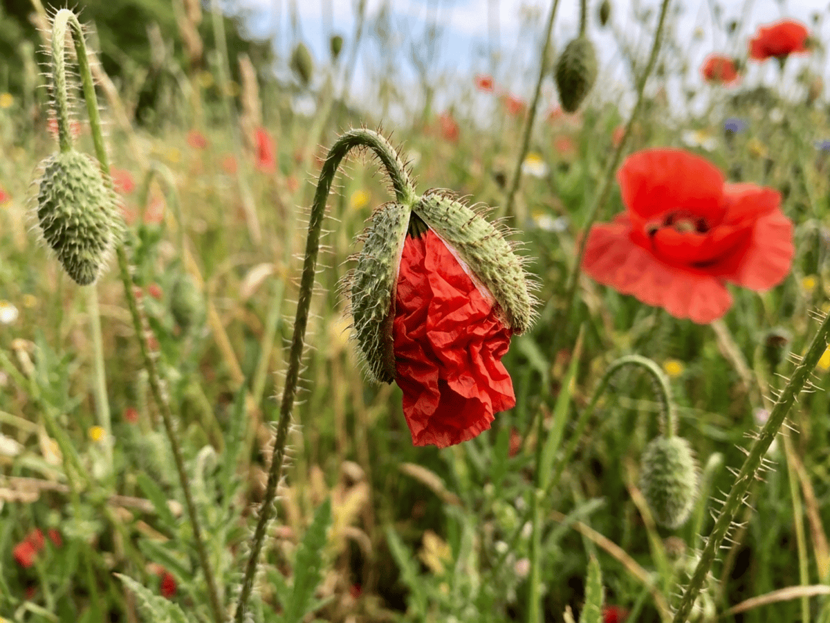 Coquelicot commun — aspect saisonnier