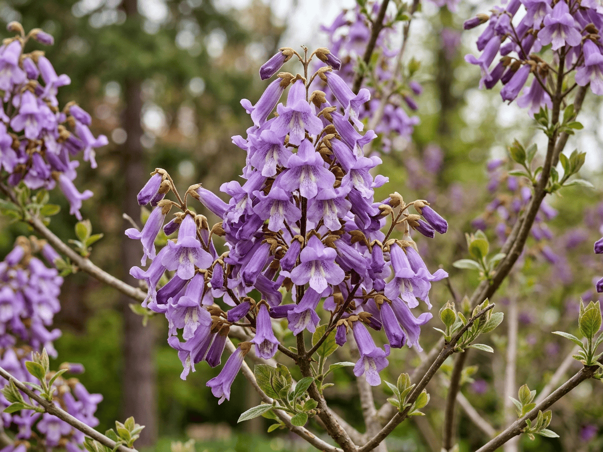 Paulonia — primo piano di foglie e fiori