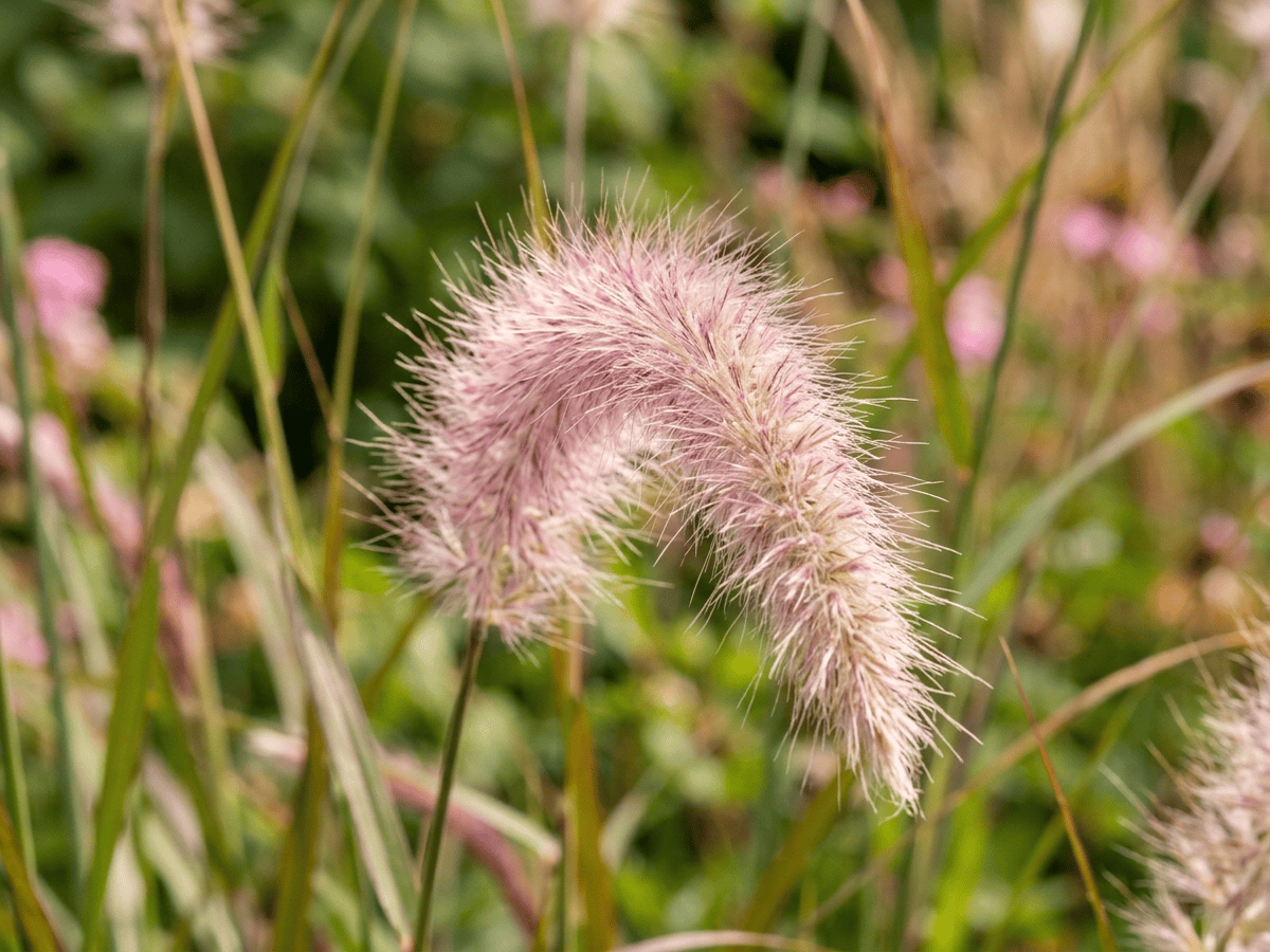 Herbe aux écouvillons orientale — gros plan sur feuilles et fleurs