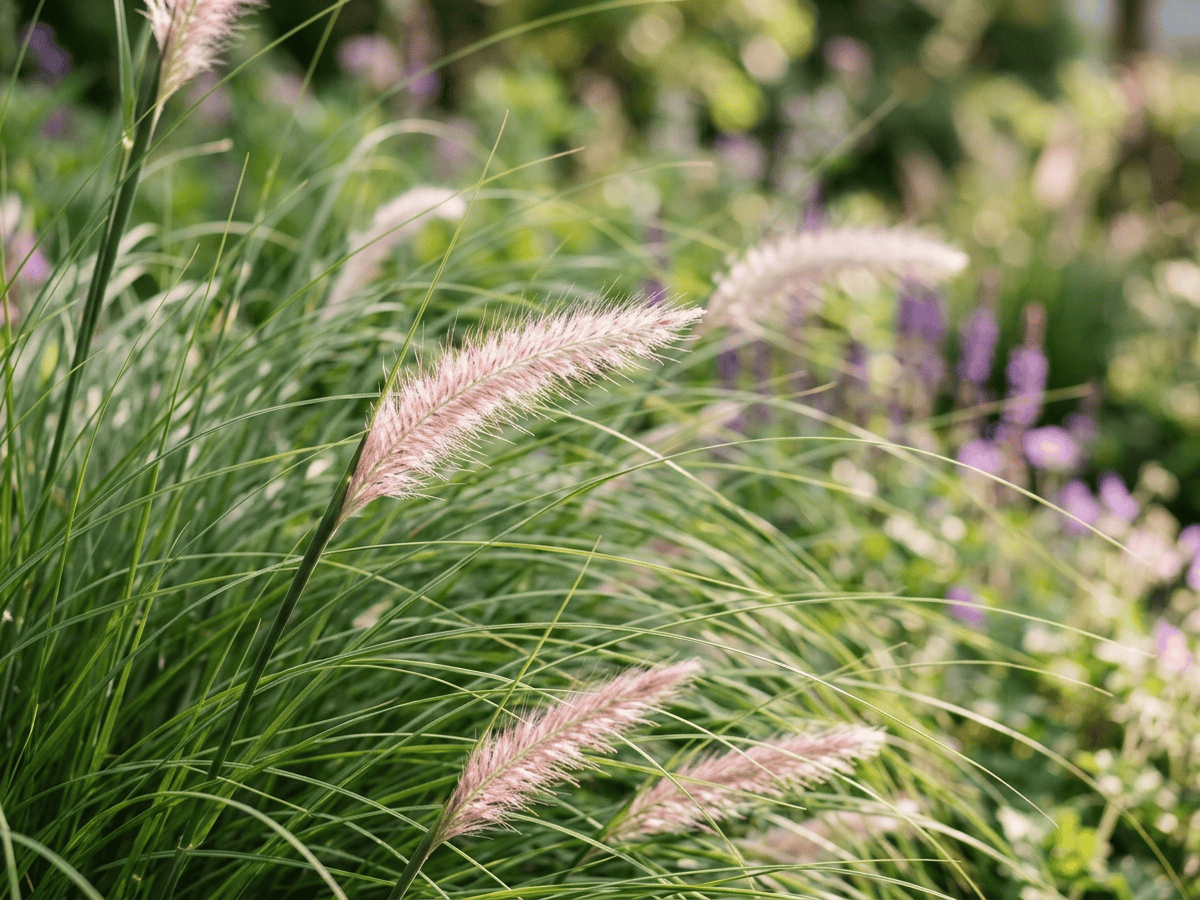 Herbe aux écouvillons orientale — aspect saisonnier